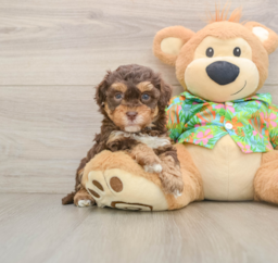 6 week old Havapoo Puppy For Sale - Puppy Love PR