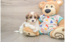 Playful Havadoodle Poodle Mix Puppy