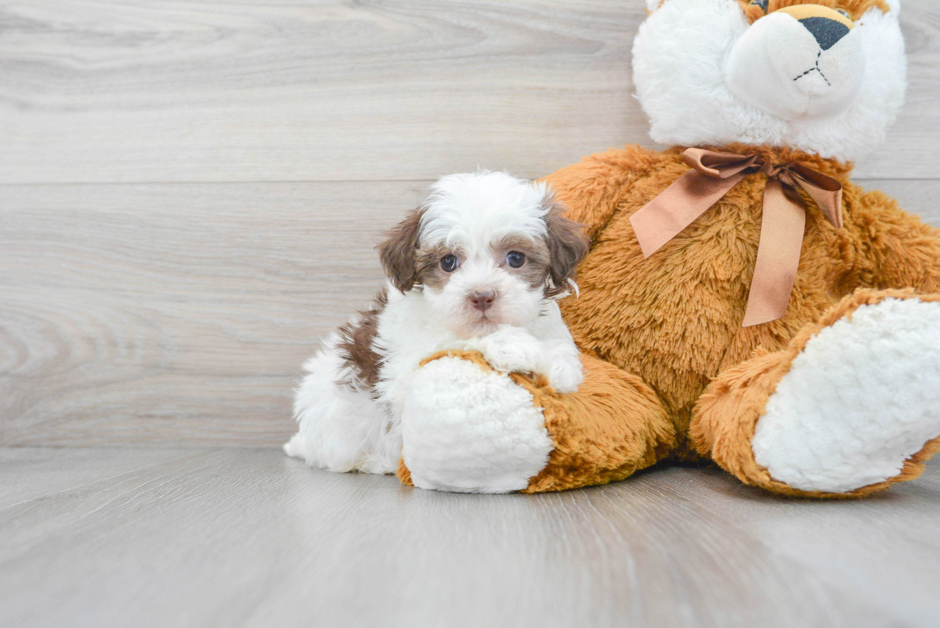 Smart Havapoo Poodle Mix Pup