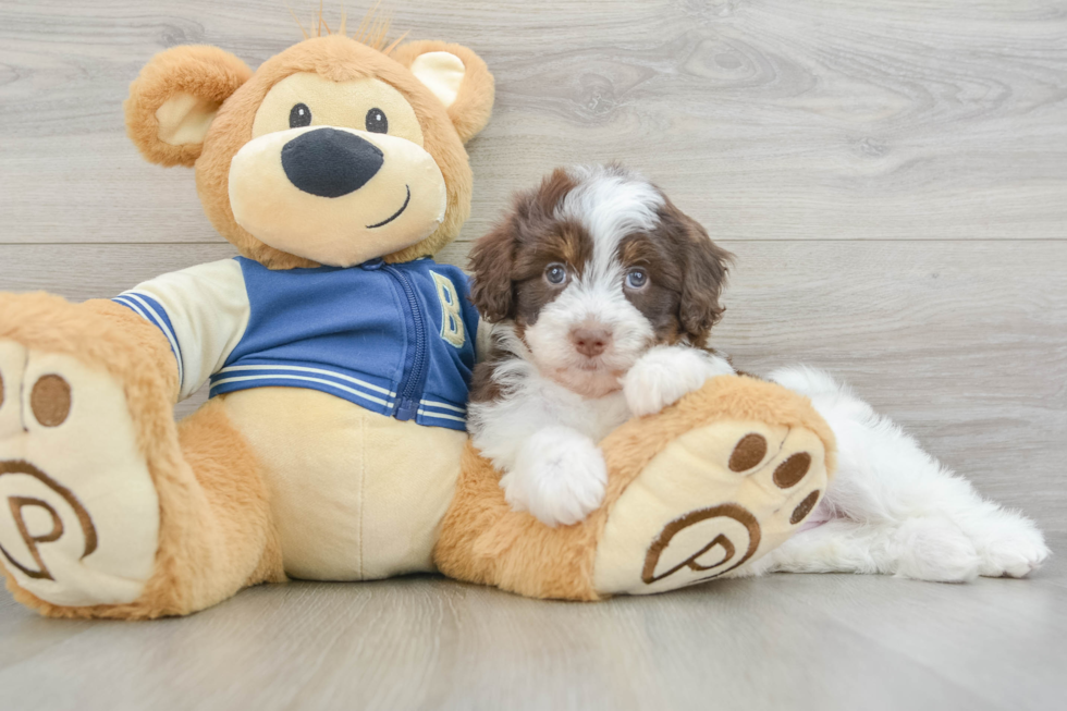 Havapoo Puppy for Adoption