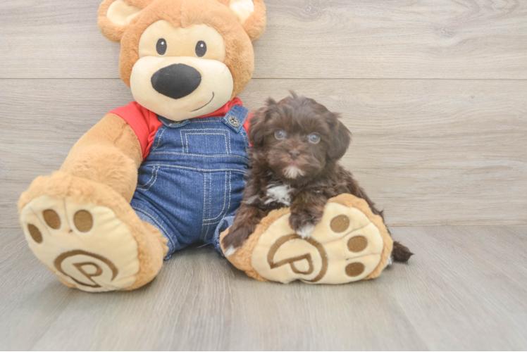 Best Havapoo Baby