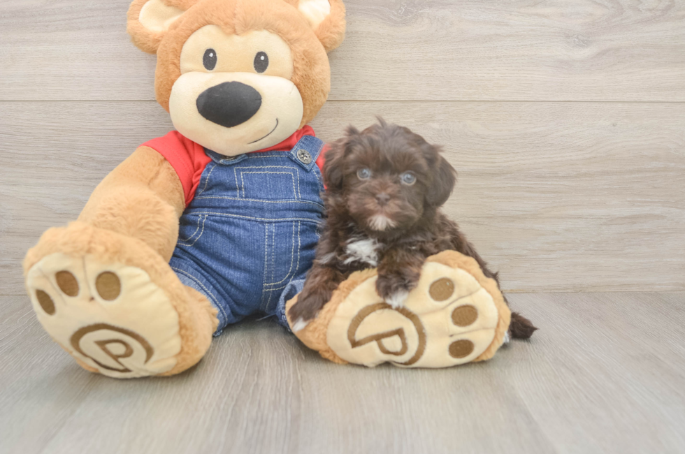 6 week old Havapoo Puppy For Sale - Puppy Love PR
