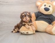 7 week old Havapoo Puppy For Sale - Puppy Love PR