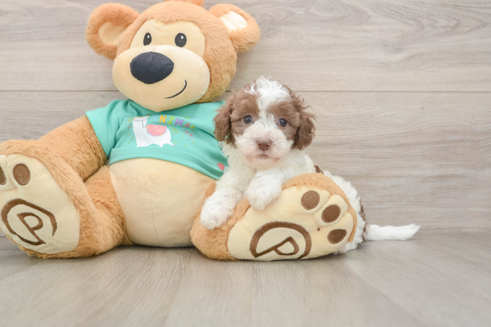 Havapoo Pup Being Cute