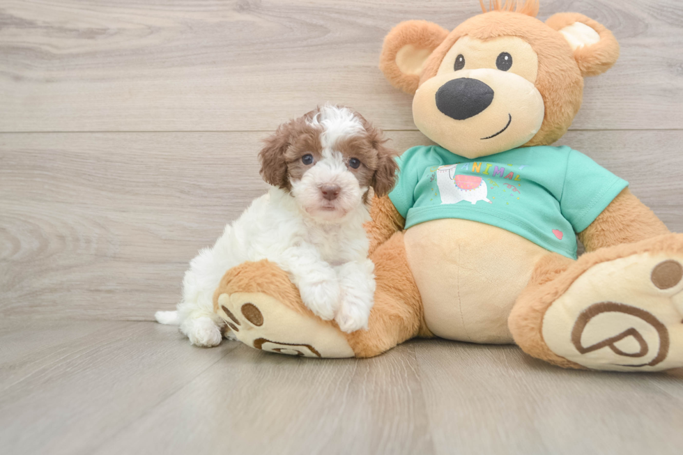 Smart Havapoo Poodle Mix Pup