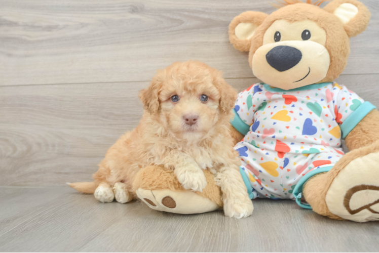 Popular Havapoo Poodle Mix Pup