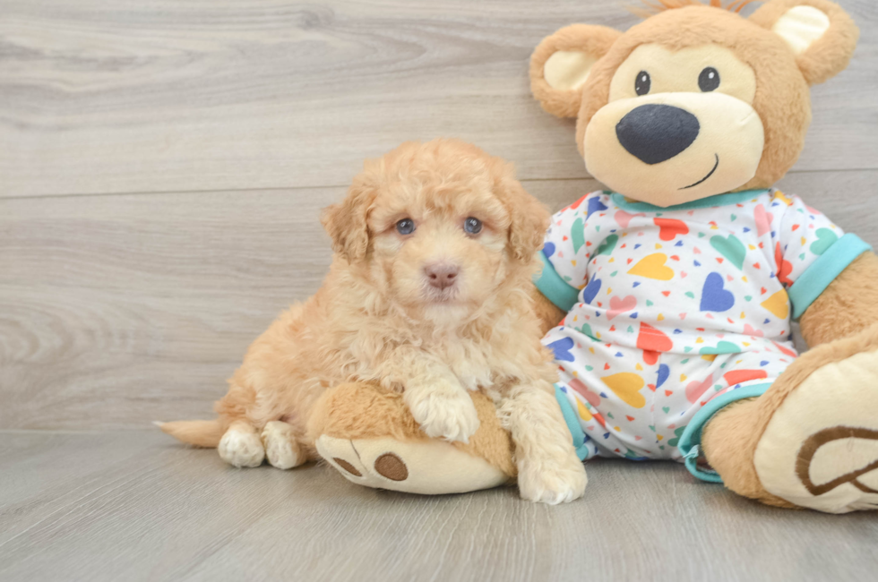 6 week old Havapoo Puppy For Sale - Puppy Love PR