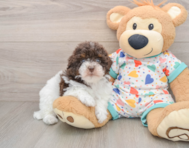 8 week old Havapoo Puppy For Sale - Puppy Love PR