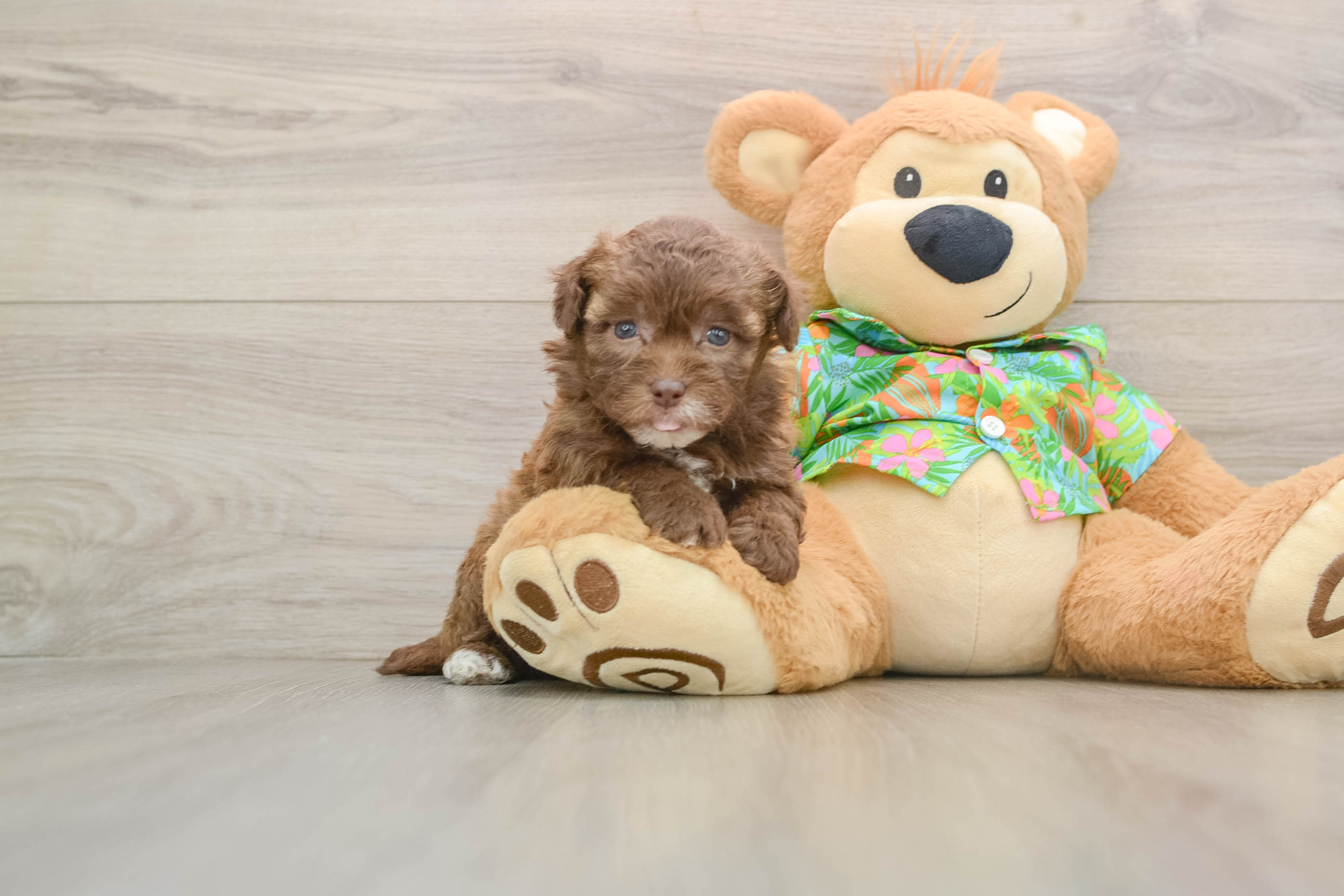 Friendly Havapoo Baby