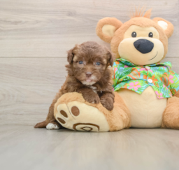 6 week old Havapoo Puppy For Sale - Puppy Love PR