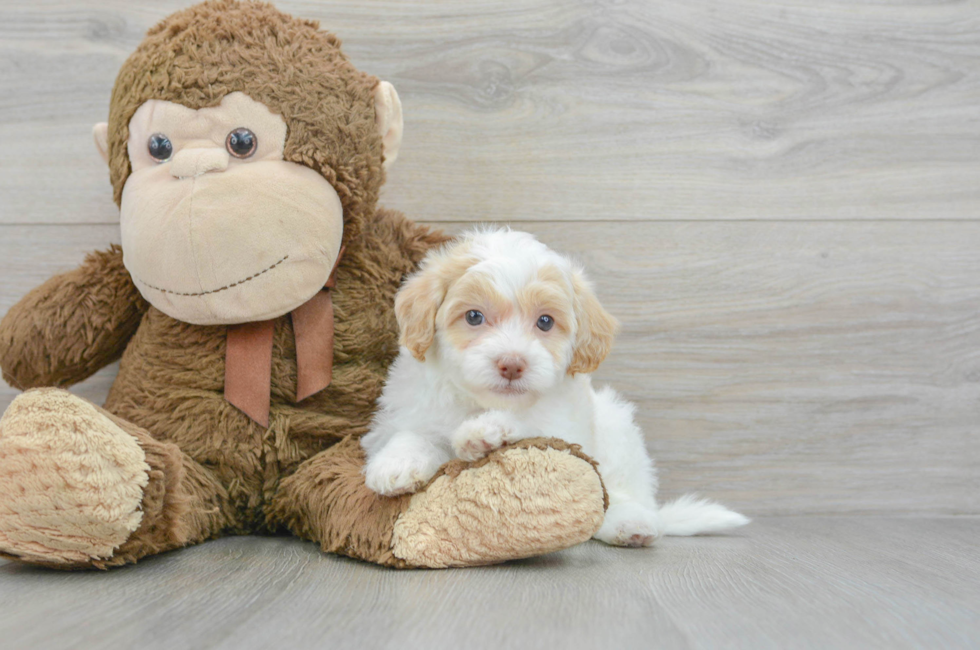6 week old Havapoo Puppy For Sale - Puppy Love PR
