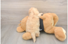 Havapoo Puppy for Adoption