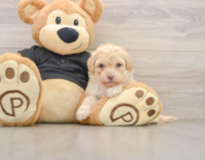 7 week old Havapoo Puppy For Sale - Puppy Love PR