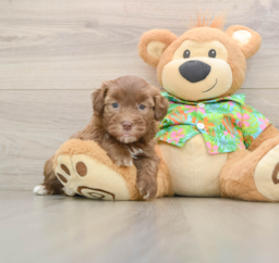 6 week old Havapoo Puppy For Sale - Puppy Love PR