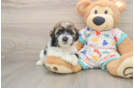 Havapoo Puppy for Adoption