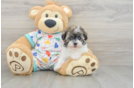 Havapoo Pup Being Cute