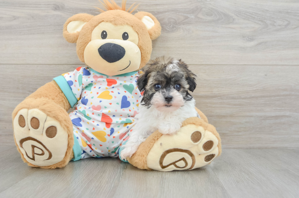 5 week old Havapoo Puppy For Sale - Puppy Love PR