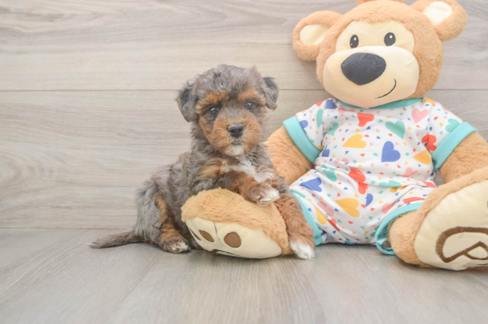 6 week old Havapoo Puppy For Sale - Puppy Love PR