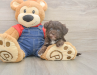 9 week old Havapoo Puppy For Sale - Puppy Love PR