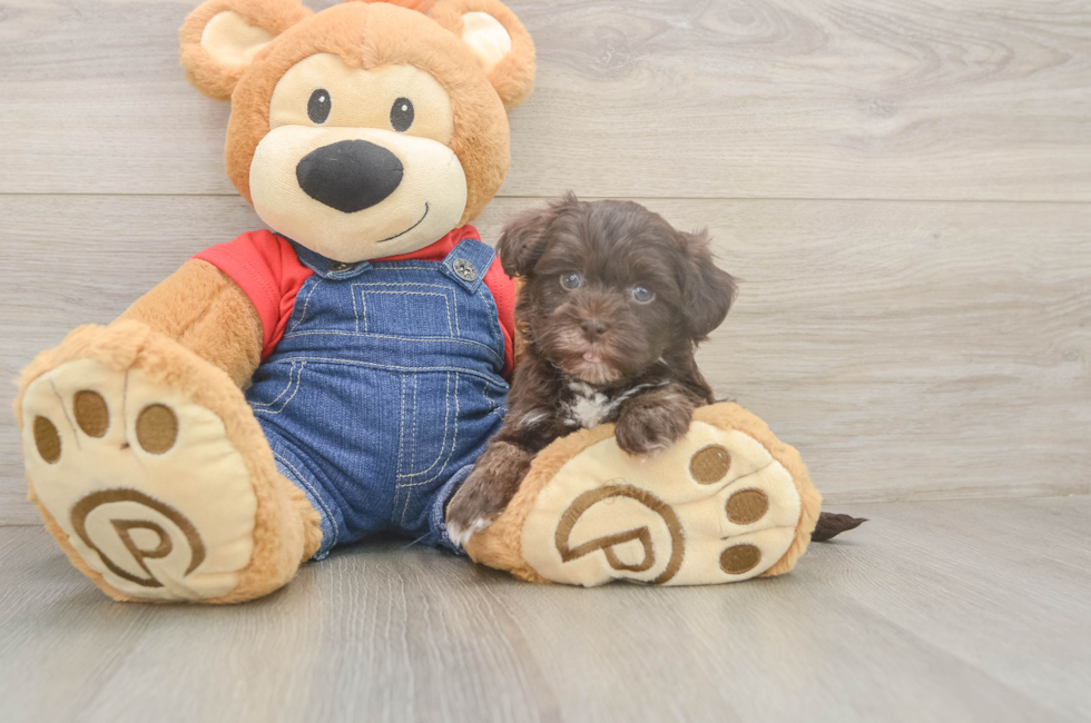 6 week old Havapoo Puppy For Sale - Puppy Love PR