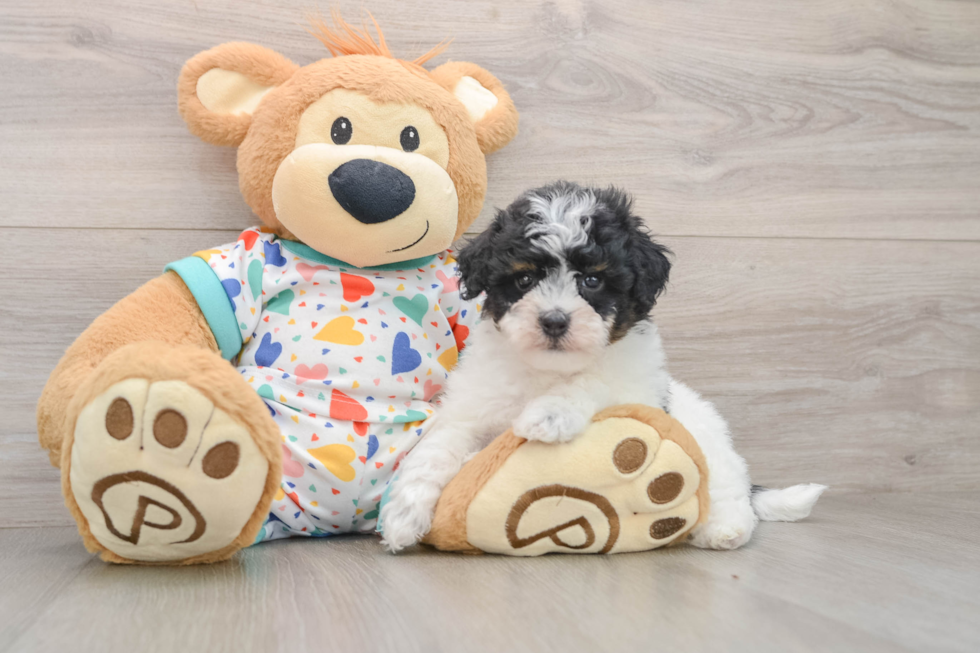 Havapoo Pup Being Cute