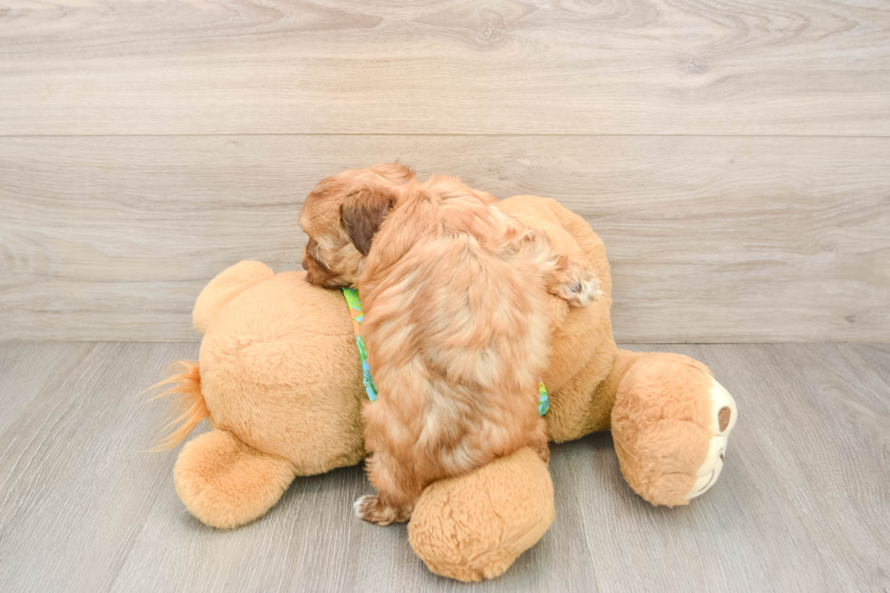 Havapoo Puppy for Adoption