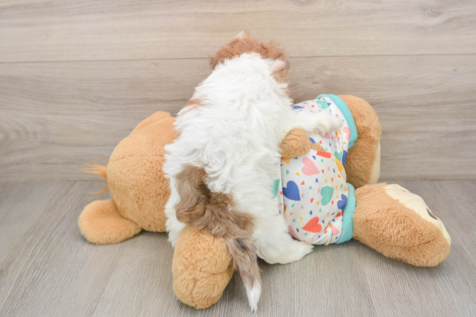 Smart Havapoo Poodle Mix Pup