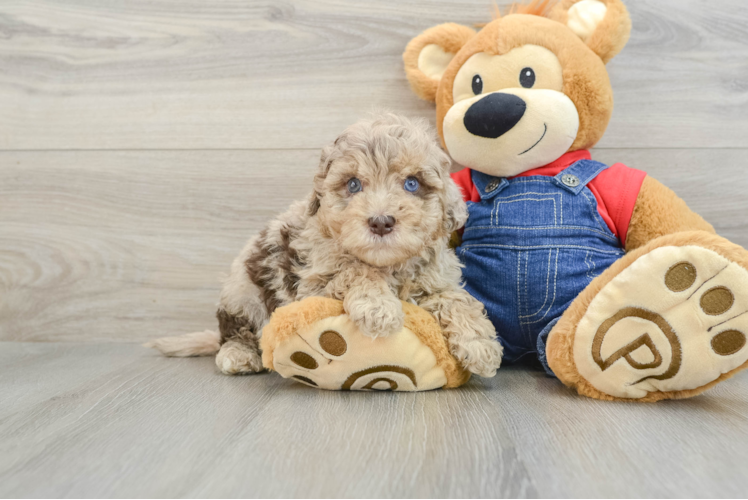 Adorable Havadoodle Poodle Mix Puppy