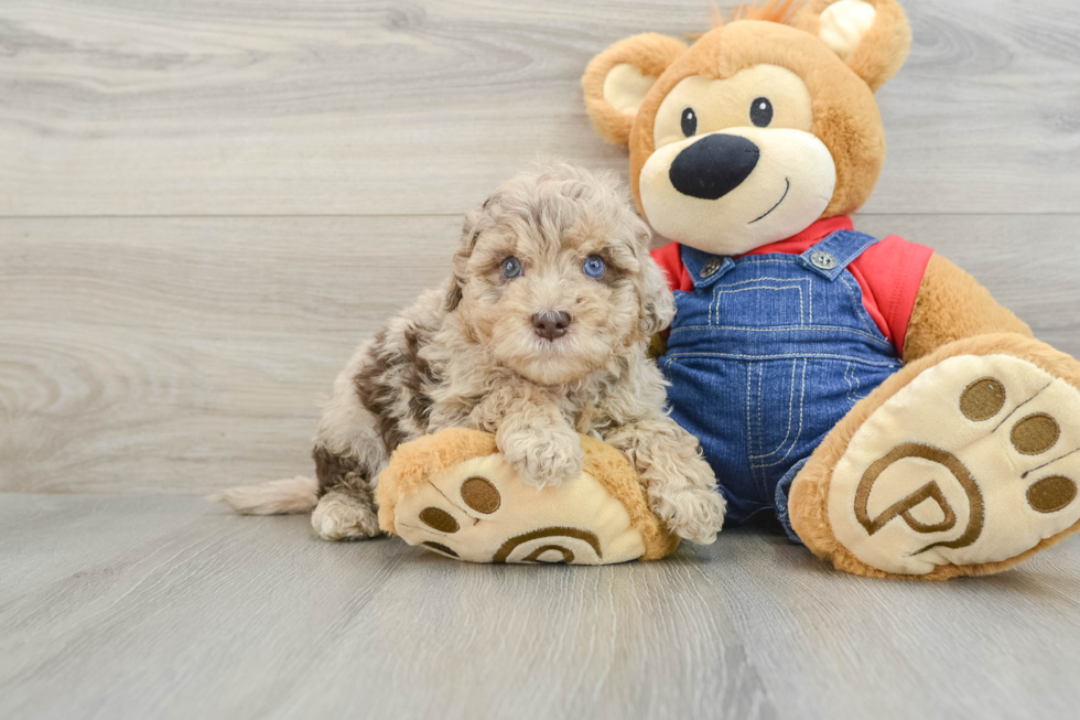 Adorable Havadoodle Poodle Mix Puppy