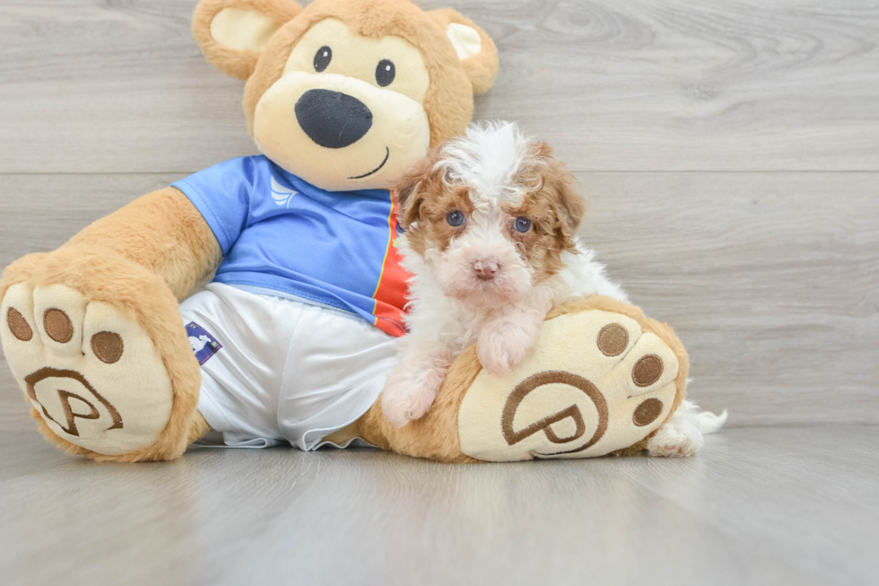 Petite Havapoo Poodle Mix Pup