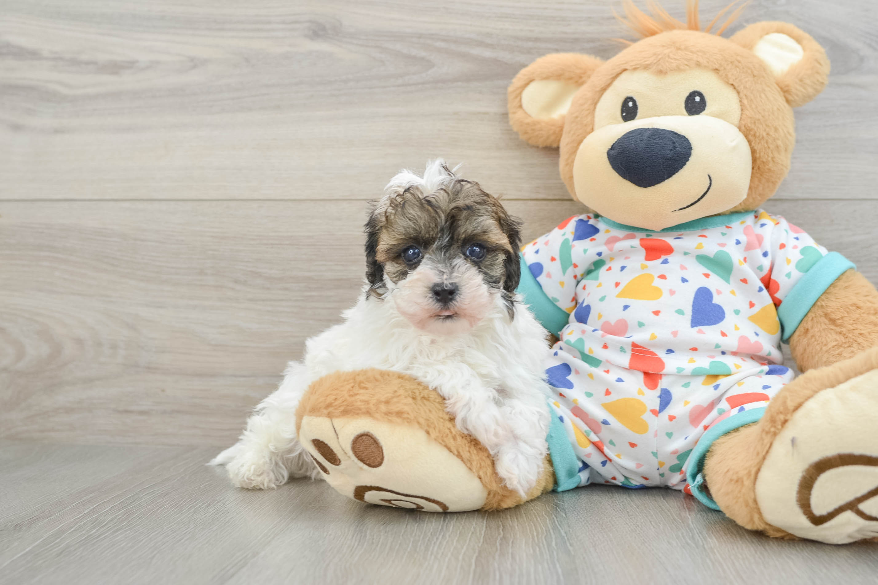 Petite Havapoo Poodle Mix Pup