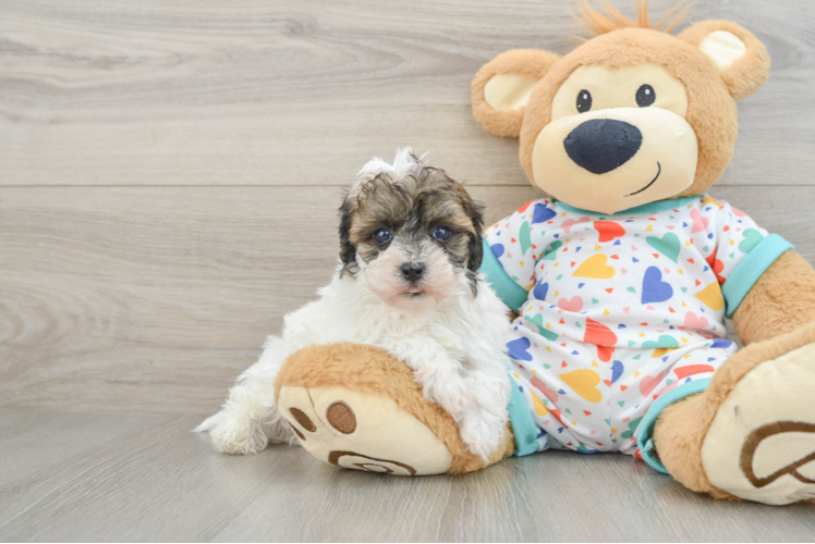 Petite Havapoo Poodle Mix Pup