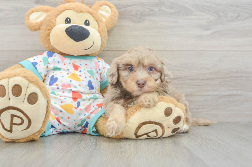 6 week old Havapoo Puppy For Sale - Puppy Love PR