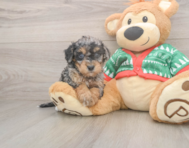 6 week old Havapoo Puppy For Sale - Puppy Love PR