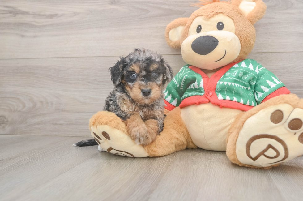 5 week old Havapoo Puppy For Sale - Puppy Love PR