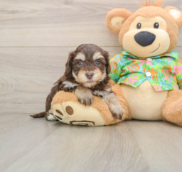 6 week old Havapoo Puppy For Sale - Puppy Love PR