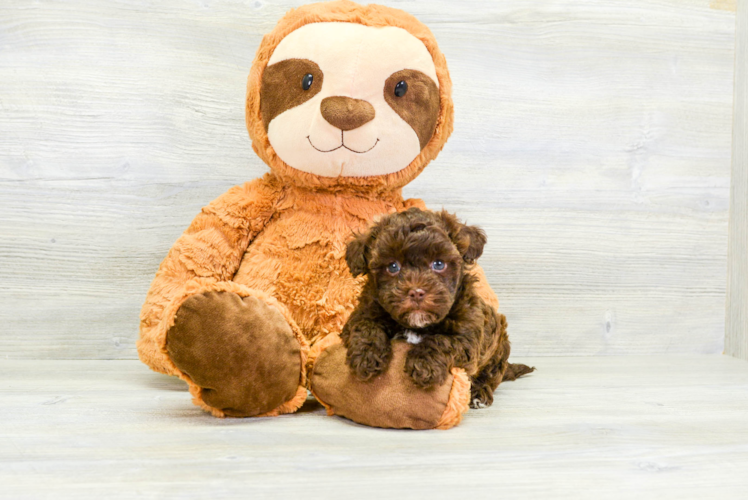 Meet Gomez - our Havapoo Puppy Photo 1/4 - Puppy Love PR Happy Havapoo Baby