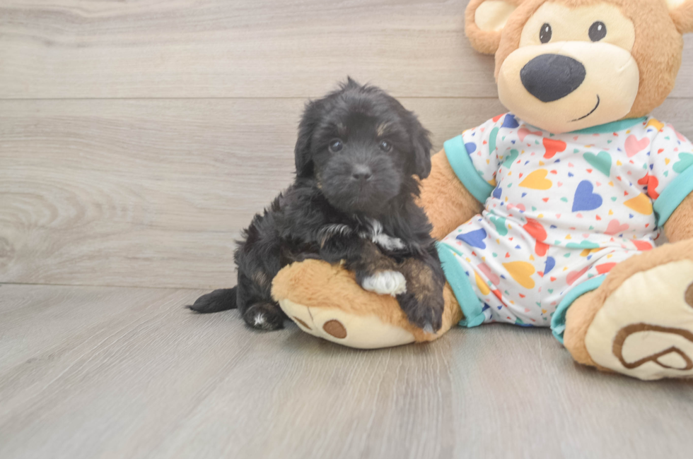 6 week old Havapoo Puppy For Sale - Puppy Love PR