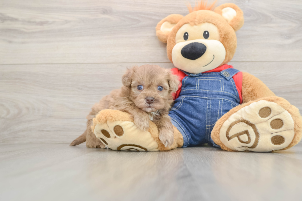 Friendly Havapoo Baby