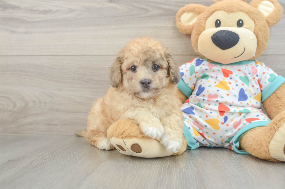 6 week old Havapoo Puppy For Sale - Puppy Love PR