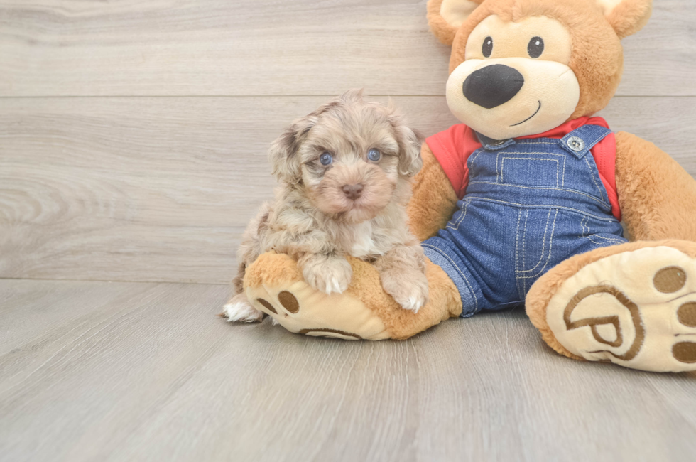 6 week old Havapoo Puppy For Sale - Puppy Love PR