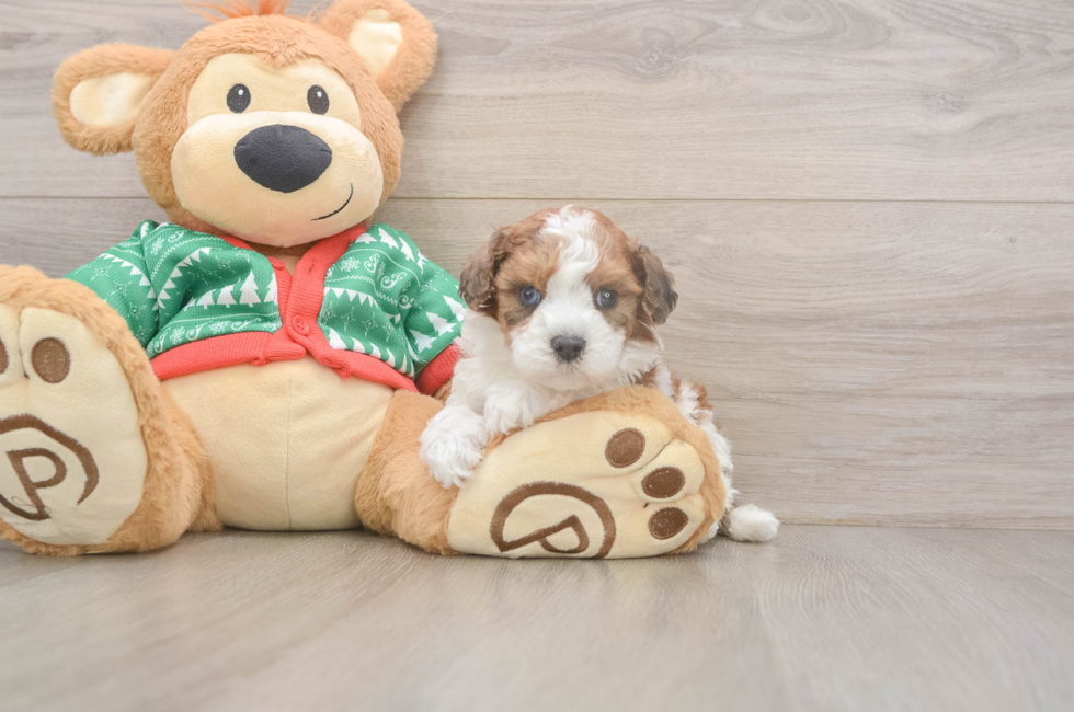 5 week old Havapoo Puppy For Sale - Puppy Love PR