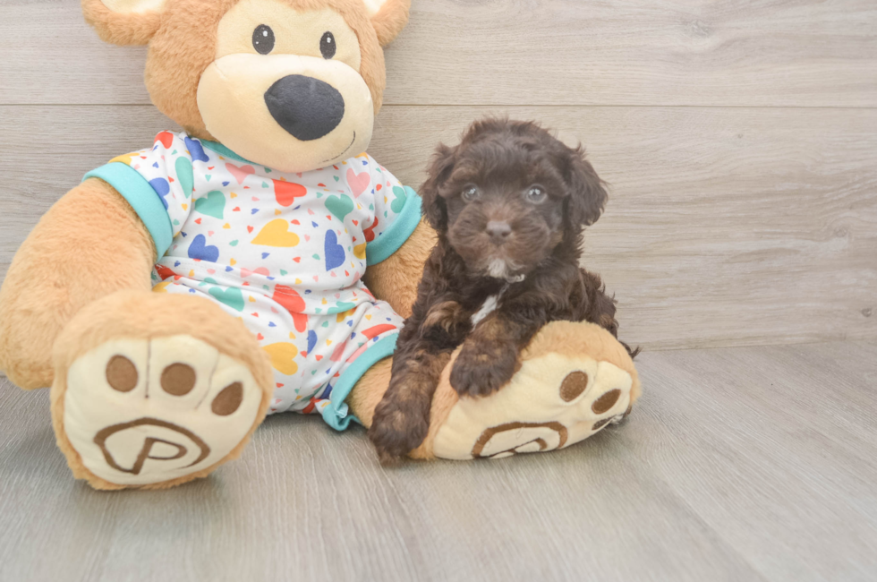 6 week old Havapoo Puppy For Sale - Puppy Love PR