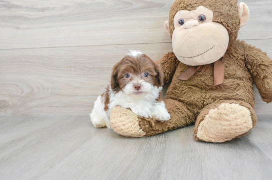 Havapoo Puppy for Adoption