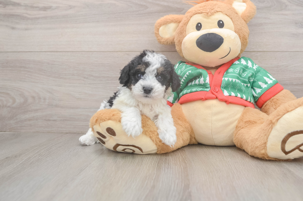 5 week old Havapoo Puppy For Sale - Puppy Love PR