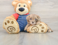7 week old Havapoo Puppy For Sale - Puppy Love PR