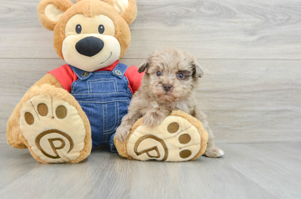 6 week old Havapoo Puppy For Sale - Puppy Love PR