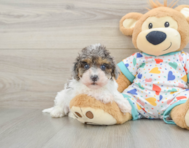 9 week old Havapoo Puppy For Sale - Puppy Love PR