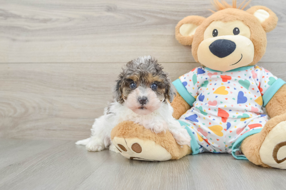 5 week old Havapoo Puppy For Sale - Puppy Love PR