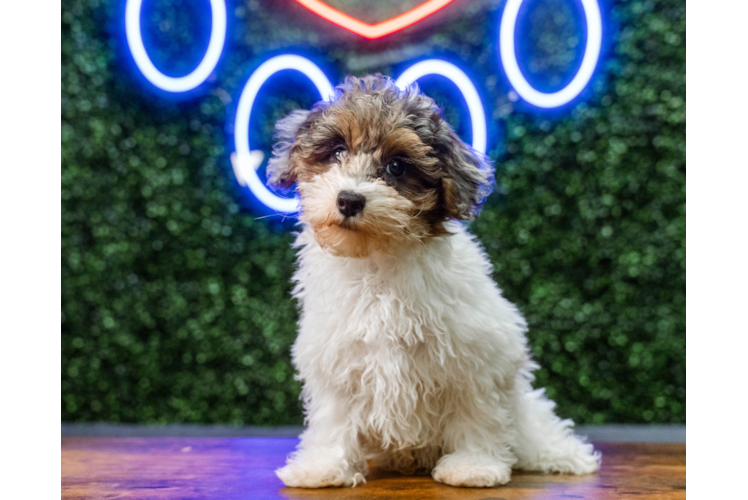 Havapoo Pup Being Cute